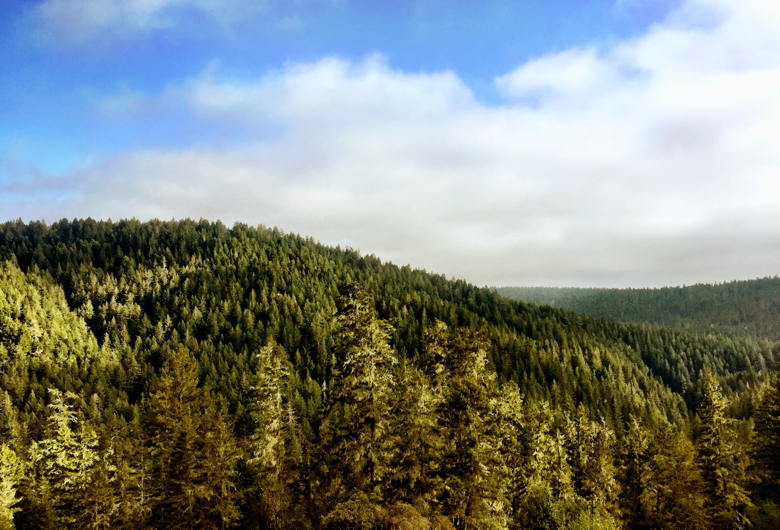 Librería de 6 módulos en madera de ébano11